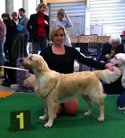 golden retriever Alisa od pat Splenku