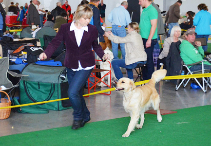 golden retriever Alisa od pat Splenku