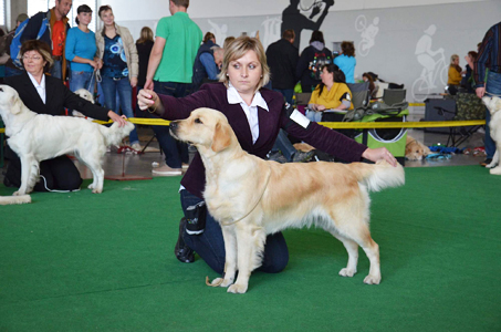 golden retriever Alisa od pat Splenku