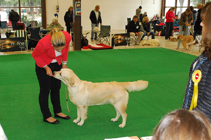 tata zlat retriever