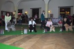 8.1.2011 - Nejlep mlad fena a BIS 3