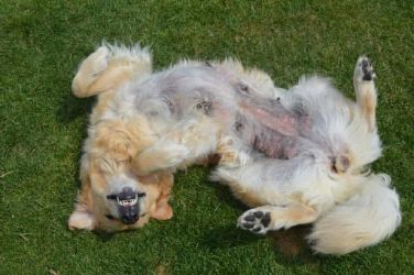 Alisa od �pat� Sp�len�ku